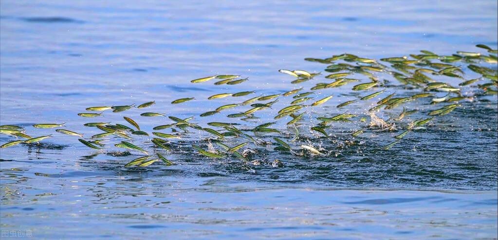 飛魚的“多舛魚生”：拼命進(jìn)化出飛翔的能力，卻仍逃不過宿命