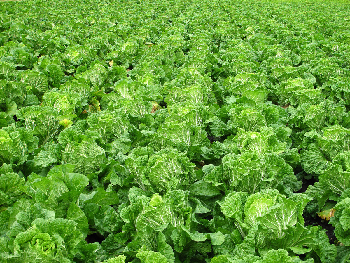 冬季怎么种植大白菜产量高？这样管理品质好，卖价高