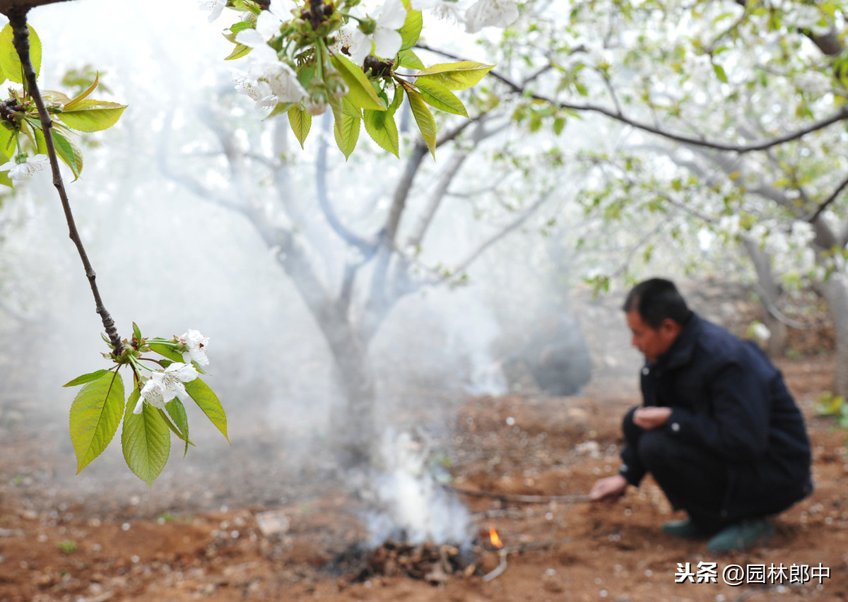 暖冬情况下，园林病虫害防治-第7张图片-农百科