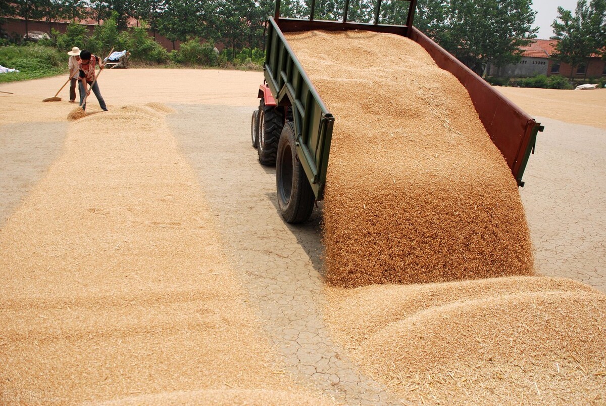 全球抢粮大战，玉米涨36%，大豆涨60%小麦涨20%，还涨吗