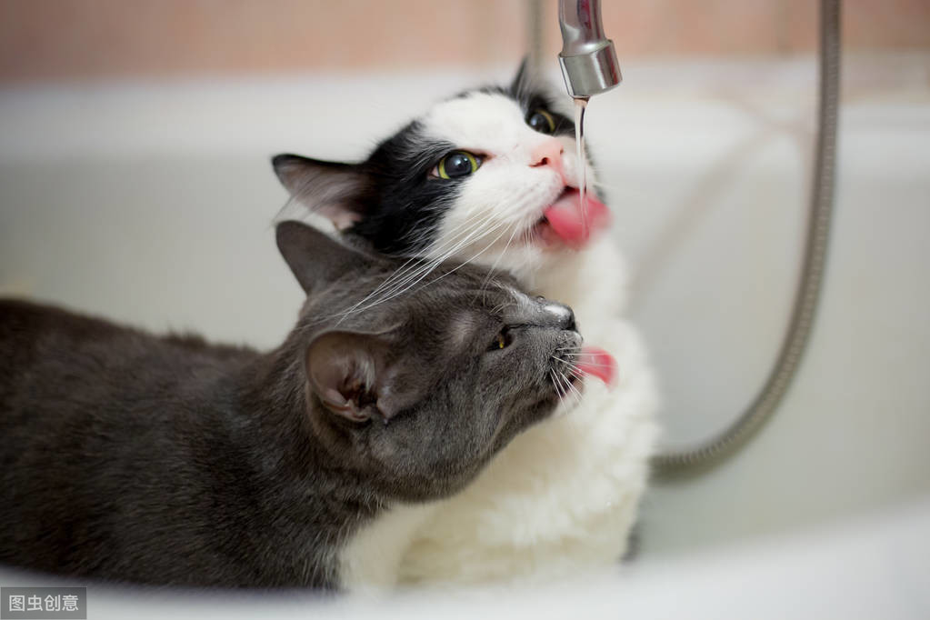 貓尿結石多喝水就可自癒？莫輕信，尿結石耽誤救治很可能造成死亡