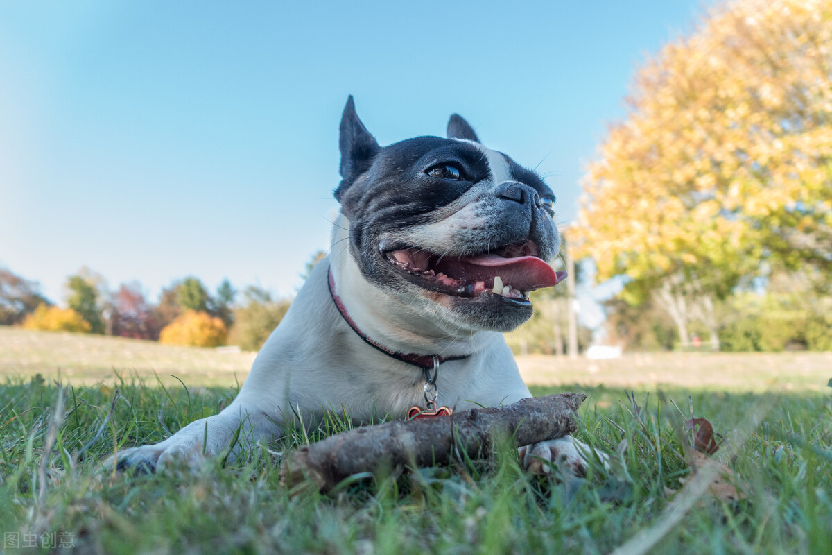 最让狗狗觉得幸福的6件事，你有每天让它开心吗？