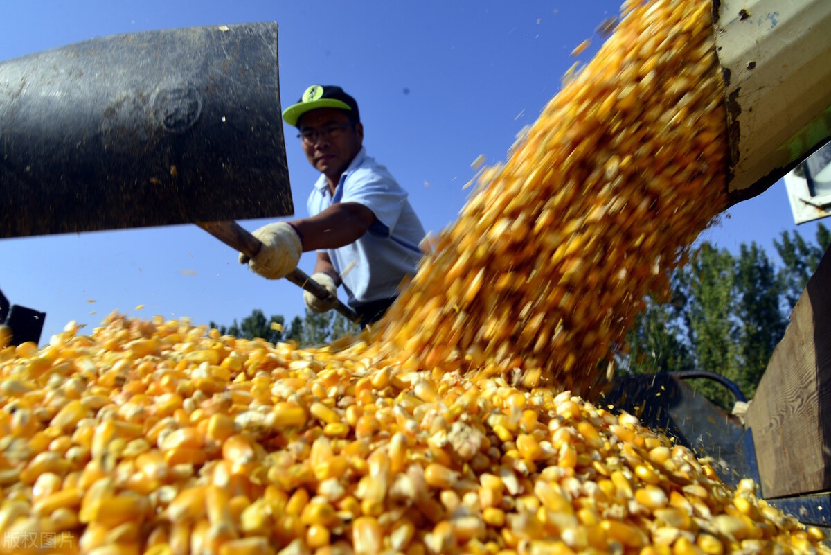 玉米上涨受阻，大豆暂稳，饲料价格要大跌？养殖户春天来了？
