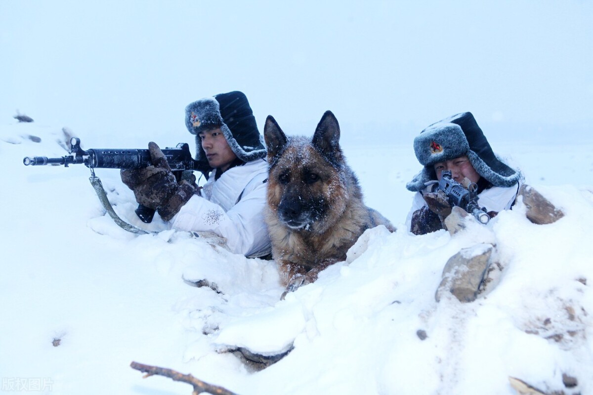 中国边防军犬：面对邻国武装逃兵勇敢地扑上去