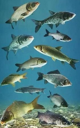 再议鲤科鱼类的“四大家鱼”与“六大鱼类”：草鲢鳙青和鲤鲫鱼
