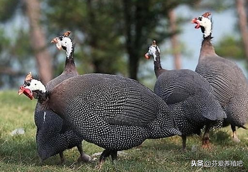 養殖業什麼雞最賺錢十大名貴雞品種