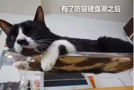 用上防猫咪键盘罩就能防猫？键盘都把你扣掉