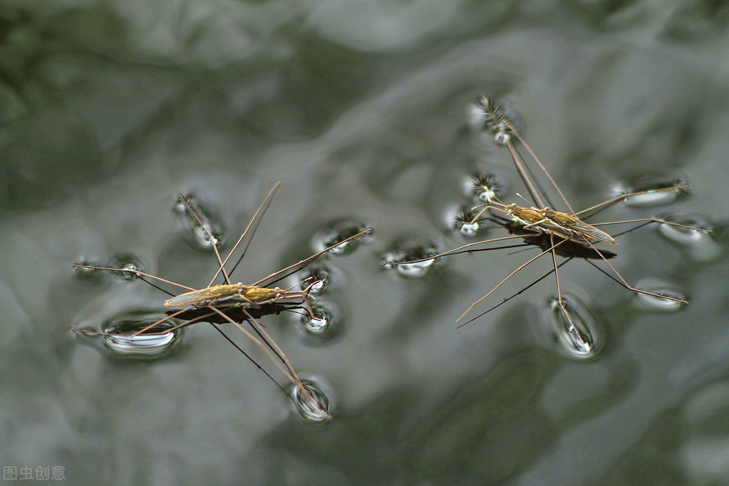 农村水边常见的一种昆虫，会“水上漂”浮于水面，它到底是什么？