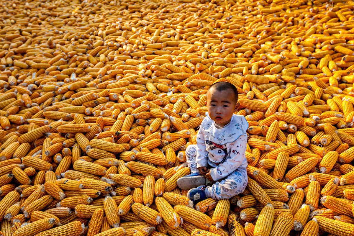 10月粮价大涨，啥原因？11月粮价如何？玉米能涨到1.5不？