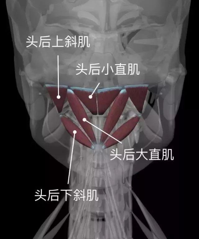 浅谈颈部解剖之“肌肉”