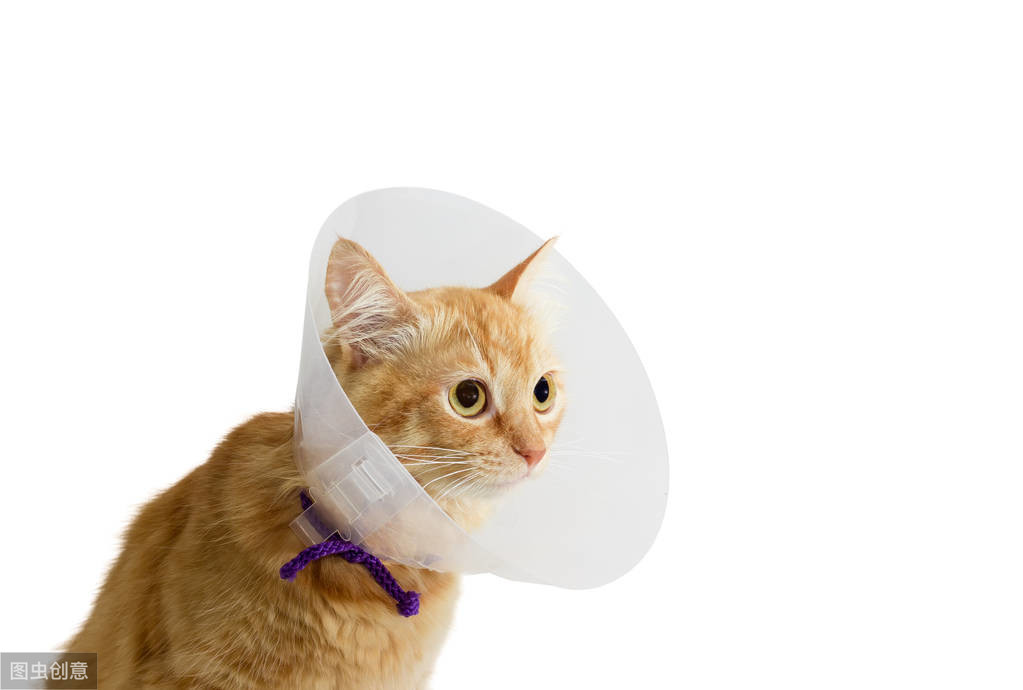 辟谣：猫咪挠耳朵是正常的！注意高频率挠耳朵可能会引起耳血肿