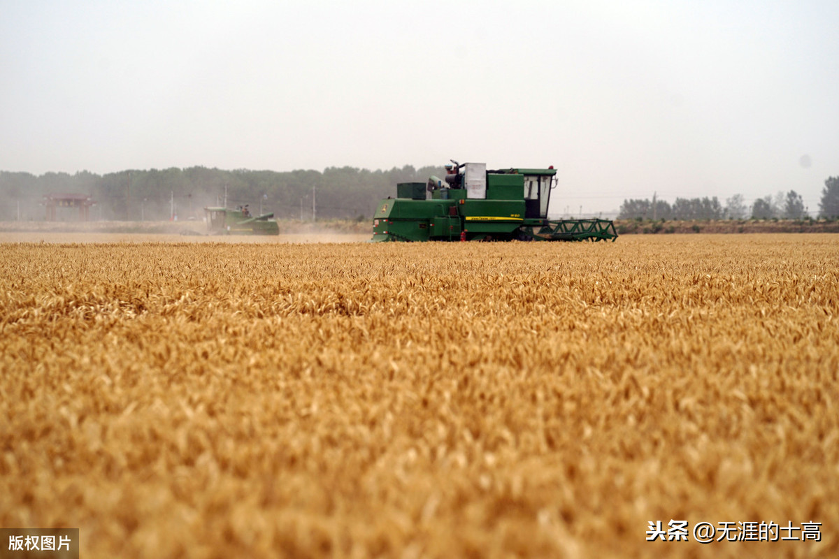 2020年6月2日，河南省周口市的黃泛區(qū)農(nóng)場小麥?zhǔn)崭顧C(jī)在麥田作業(yè)