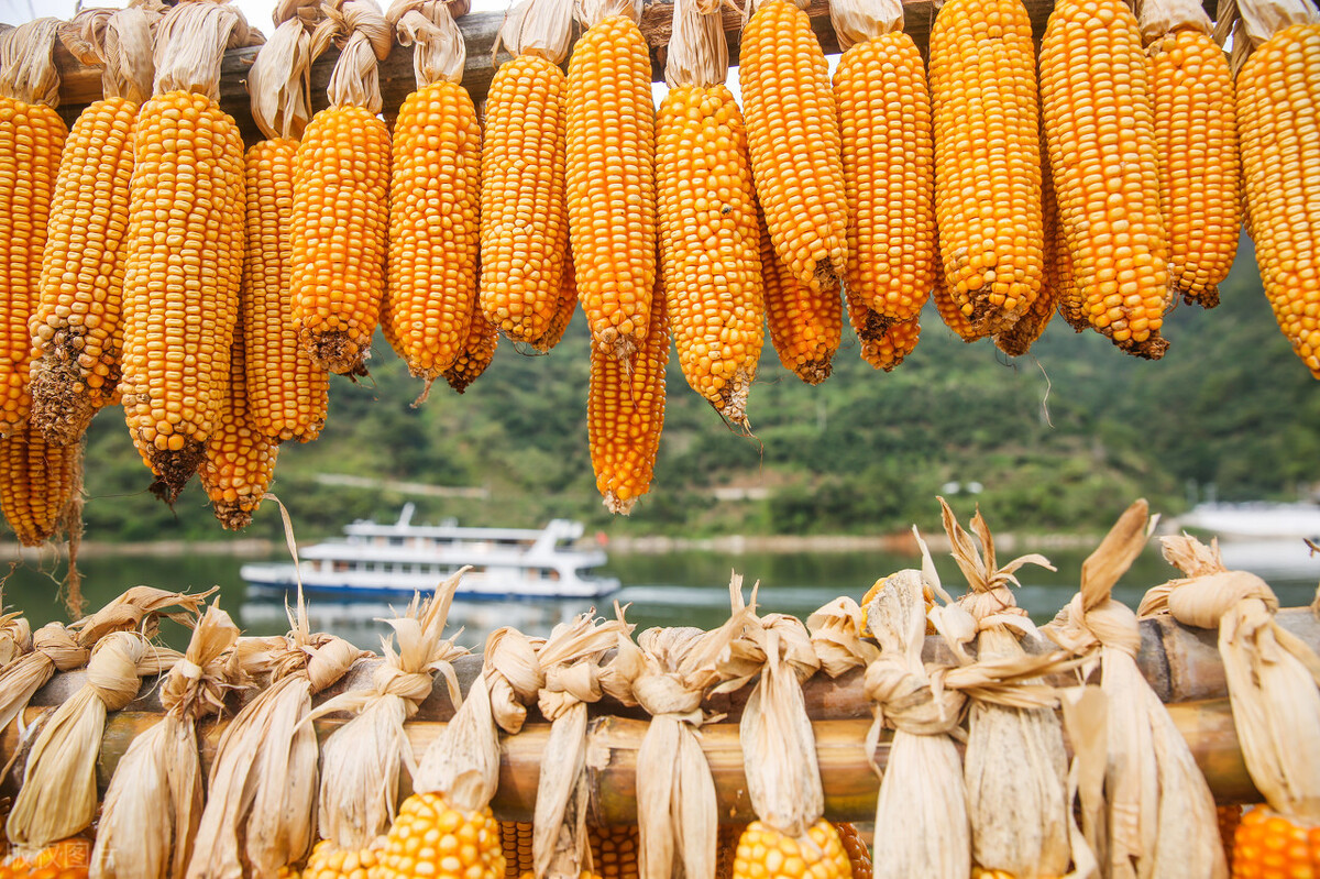 农民的好消息，玉米、小麦、水稻价格继续涨，附今日粮食价格