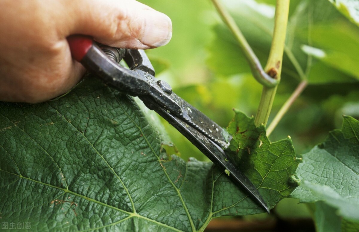 来年葡萄要高产，冬季修剪是关键，详细教你怎么做