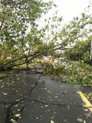 高邮大风刮断上百棵行道树 一辆私家车被断树砸中