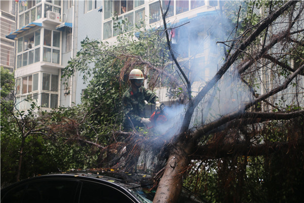 成都：大树倾倒压住轿车 消防队员冒雨移除