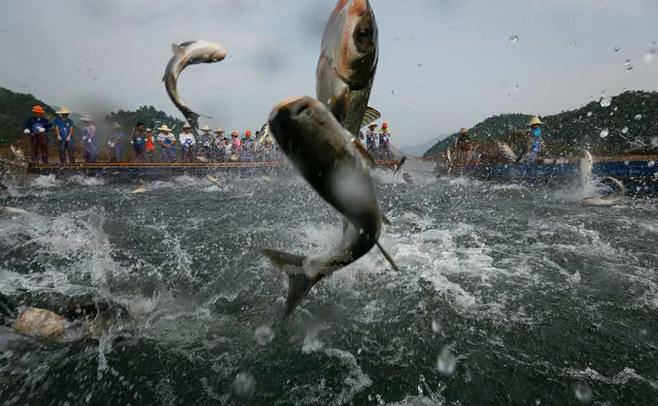 9万公斤！千岛湖捕获今年最大一网鱼