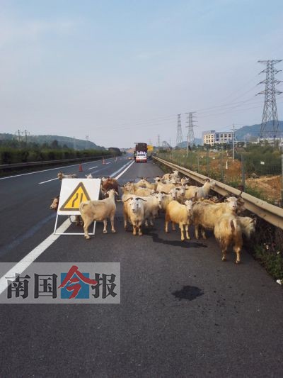 拉羊货车被追尾羊儿路上到处跑 事发柳南高速公路