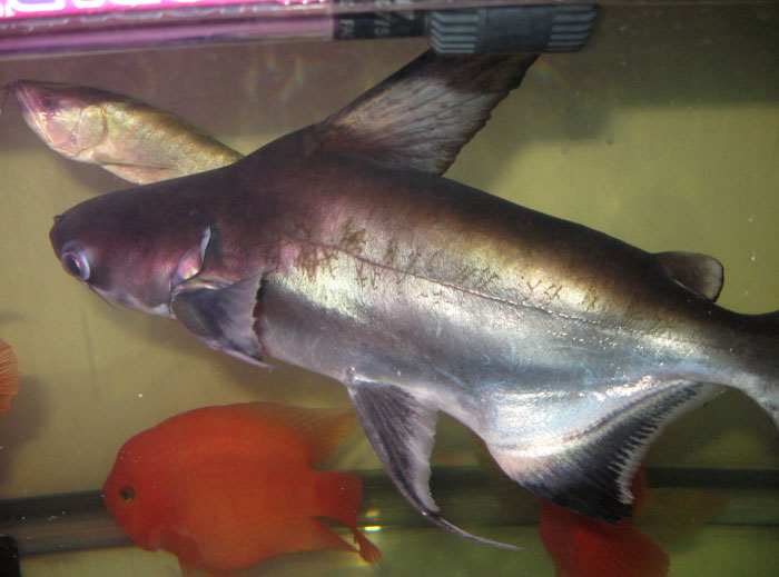 成吉思汗鲨鱼,一种淡水卵生的濒危鱼类