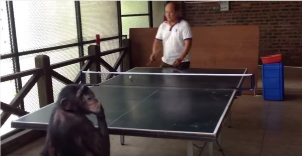 黑猩猩和人类打乒乓球，赢了竟然还扭头偷笑