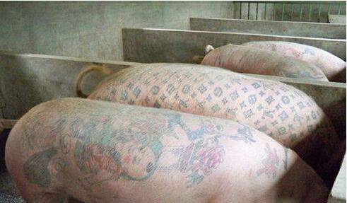 比利时艺术家为活猪文身，一张猪皮卖50万元！