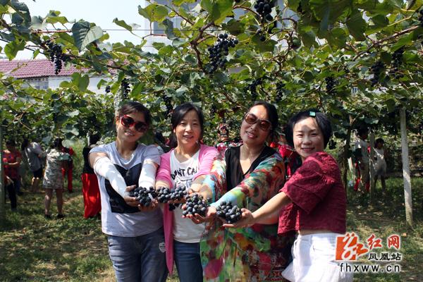 凤凰县：葡萄采摘节人气旺