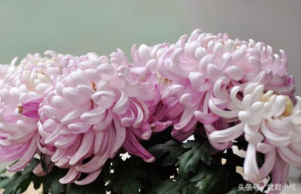 菊花是什么颜色的（9种不同颜色的菊花介绍）