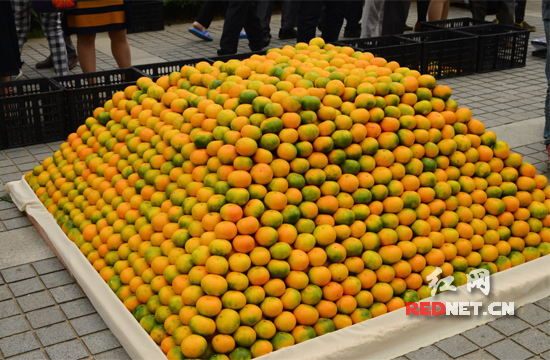 石门柑橘节22日开幕 40万吨橘子等着各路“吃货”