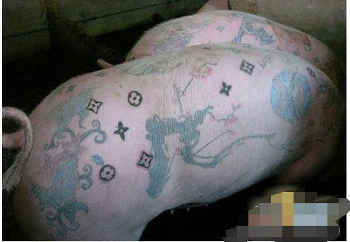 比利时艺术家为活猪文身，一张猪皮卖50万元！