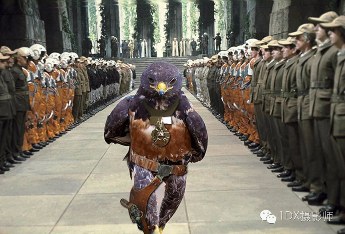 PS趣图图片：一张直立行走的鸟引发的网友P图大战