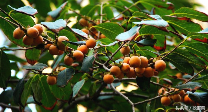 Dateplum persimmon? Be wrong! This is the country's commonnest feral small persimmon, was not cheated again! General of much graph liberal art