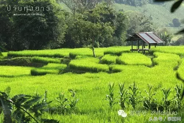 清迈美之所在，避世绝尘自然梯田！