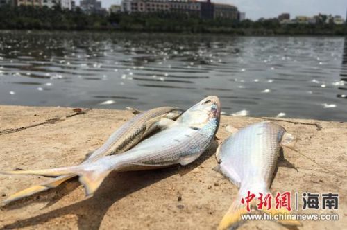 海口红城湖漂浮30吨死鱼 官方：系盐度变化所致