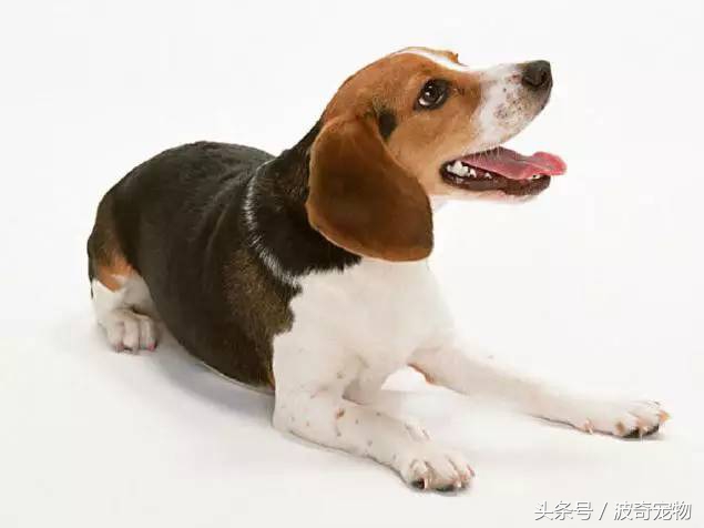 狗狗品種介紹大全，帶你走進(jìn)狗狗的世界