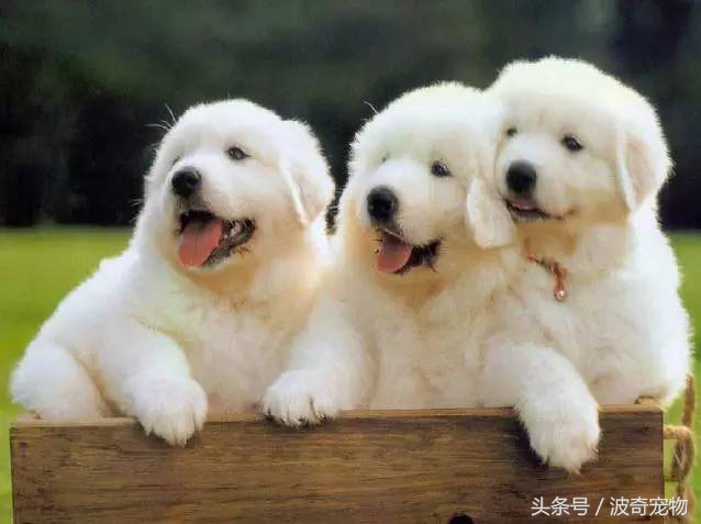 狗狗品種介紹大全，帶你走進(jìn)狗狗的世界