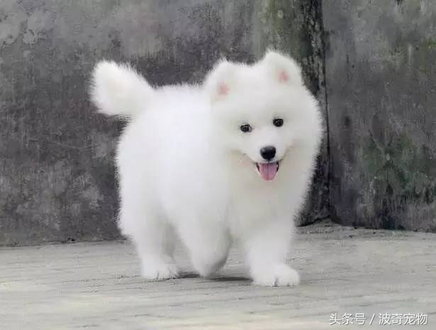 狗狗品種介紹大全，帶你走進(jìn)狗狗的世界