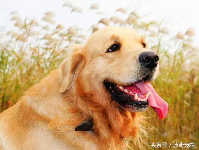 狗狗品種介紹大全，帶你走進(jìn)狗狗的世界
