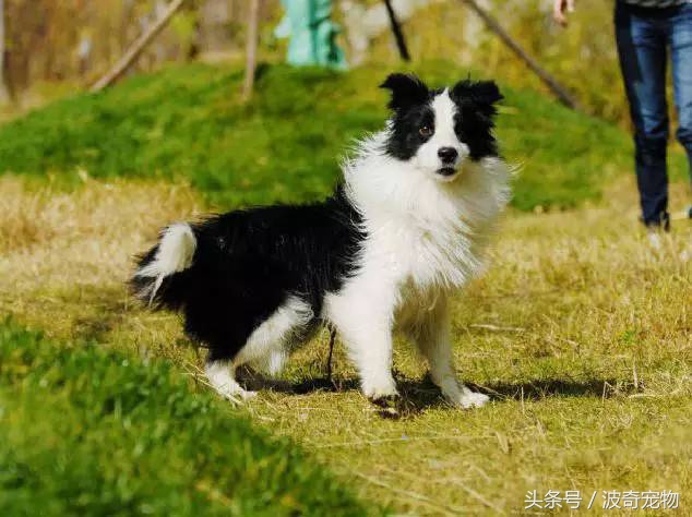狗狗品種介紹大全，帶你走進(jìn)狗狗的世界