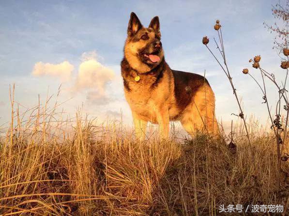 狗狗品种介绍大全，带你走进狗狗的世界