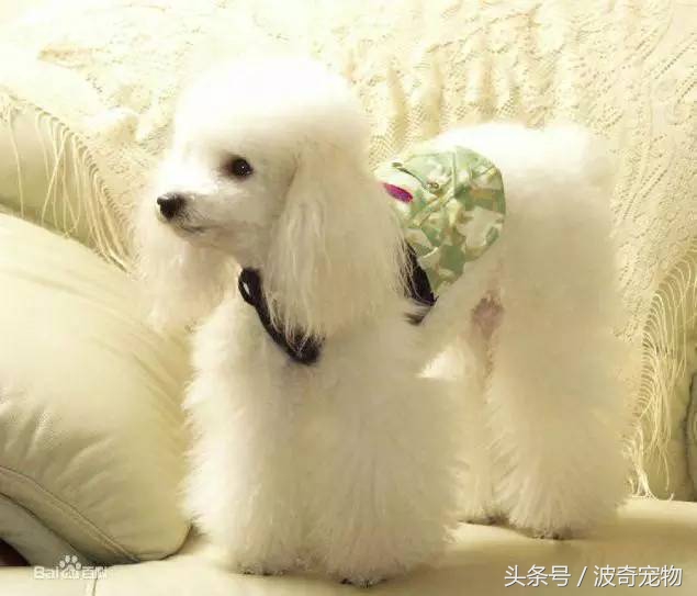 狗狗品種介紹大全，帶你走進(jìn)狗狗的世界