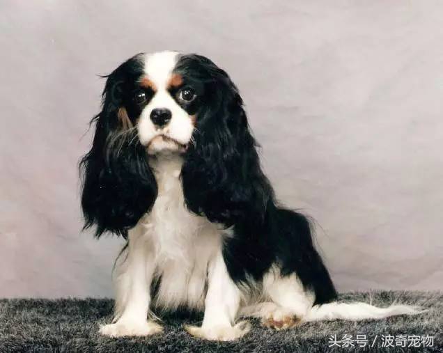 狗狗品種介紹大全，帶你走進(jìn)狗狗的世界