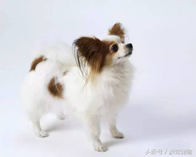 狗狗品種介紹大全，帶你走進(jìn)狗狗的世界