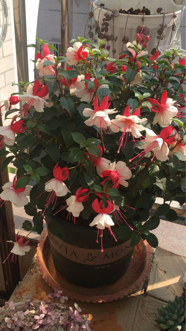 There are "6 big mistakes" in growing flowers on the balcony, the wrong