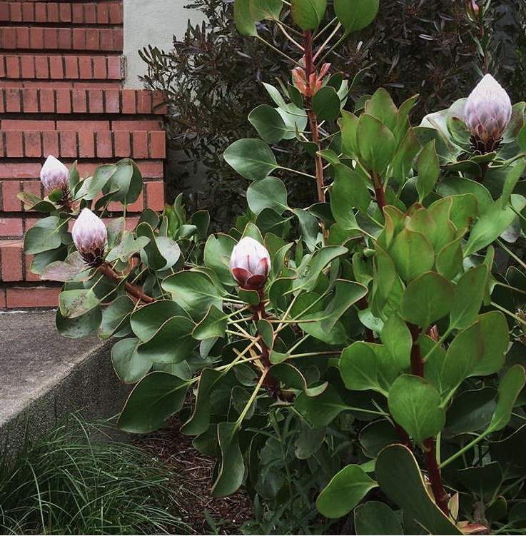 6 kinds of "expensive flowers" that are not worth the money iNEWS