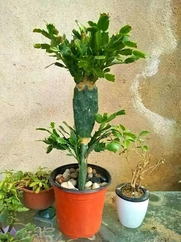 Grafting crab claw orchid, 4 ways to "play" grafting, bloom thousands