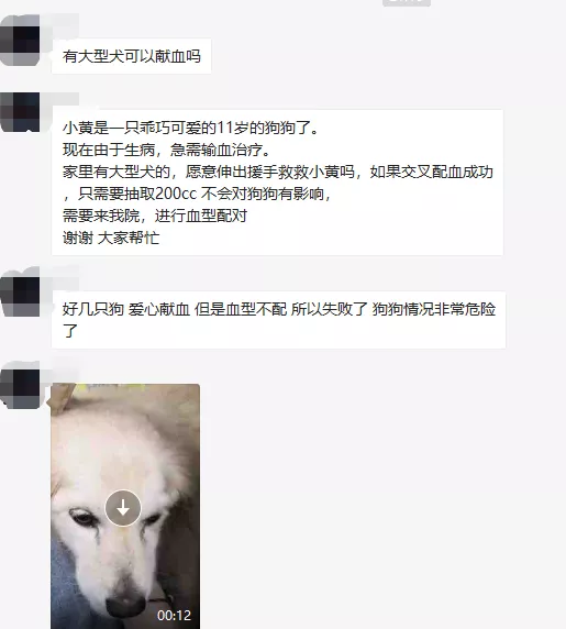 没错，狗也能献血，但被“人”喷闲得慌，说狗不配人的待遇