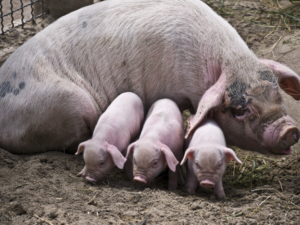 母豬產前護理做得好，產后毛病少，具體關注三點，養好母豬很簡單