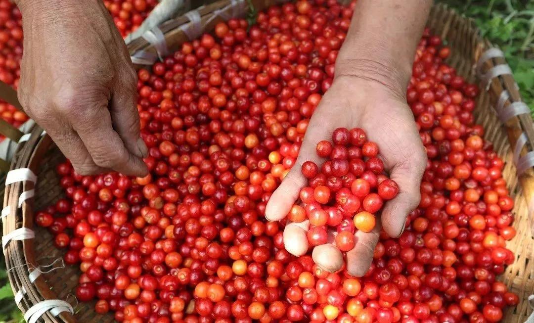 璧山樱桃登上央视，4月最热门的水果，好吃的重庆人都出动了