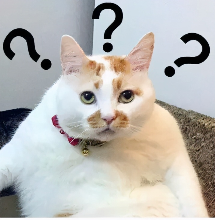 Why do cats react faster than humans? Why does it look like blindness