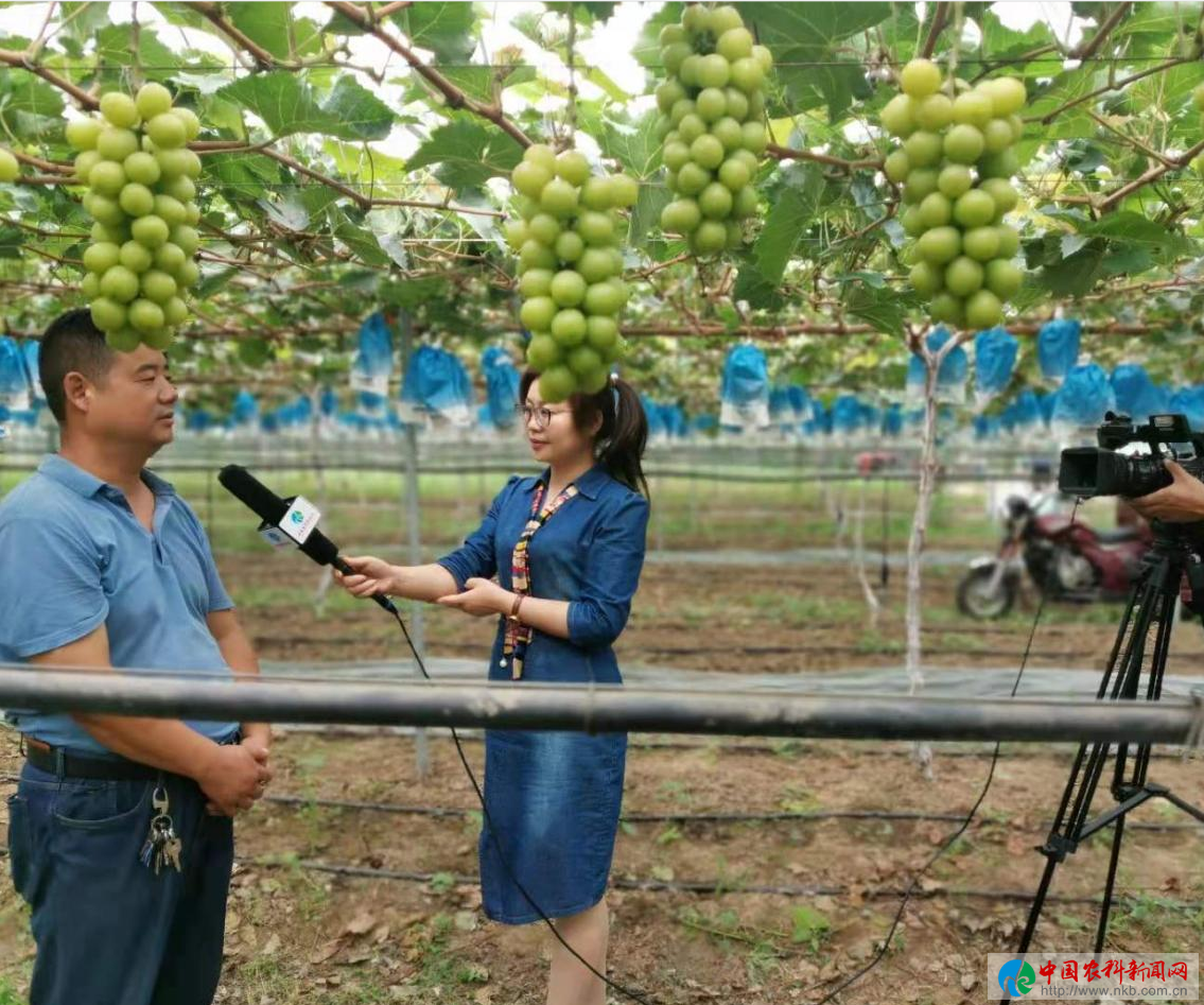 眉县逸凡家庭农场：“阳光玫瑰”葡萄成致富果